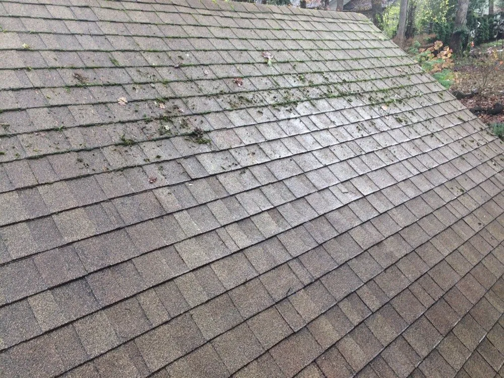 Slide of Moss-N-More