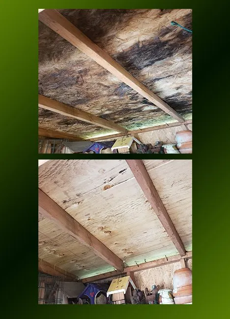 Slide of Moss Patrol