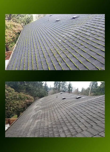 Slide of Moss Patrol