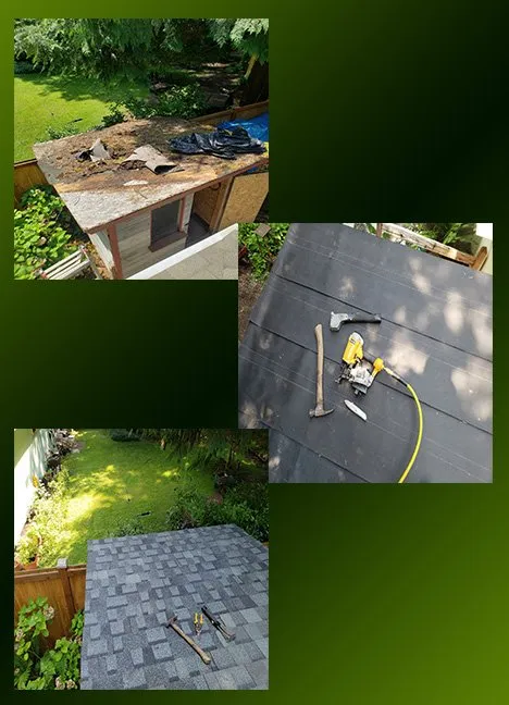 Slide of Moss Patrol