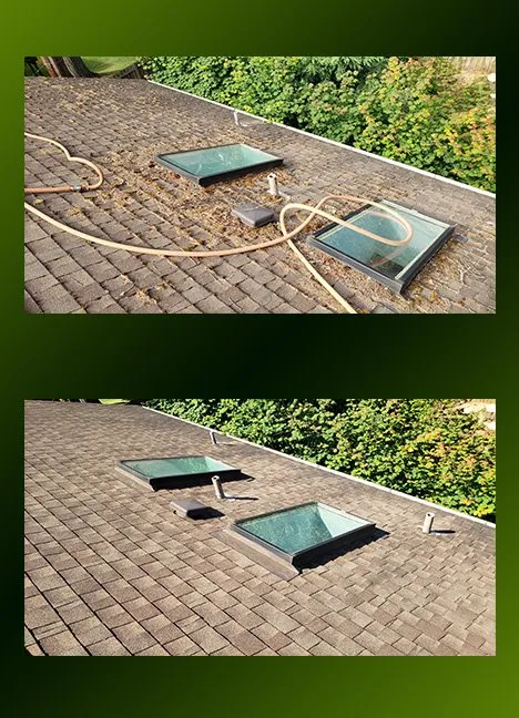 Slide of Moss Patrol