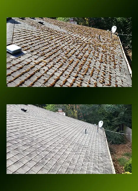 Slide of Moss Patrol