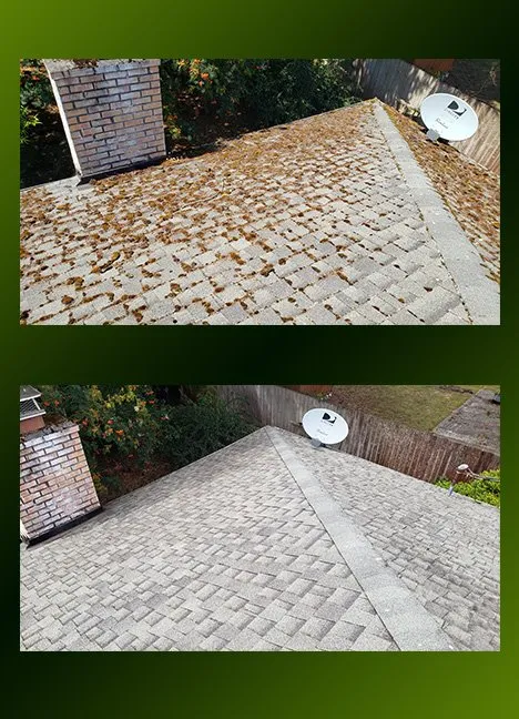 Slide of Moss Patrol