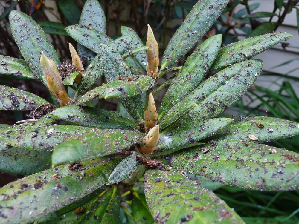 Slide of Moss Patrol