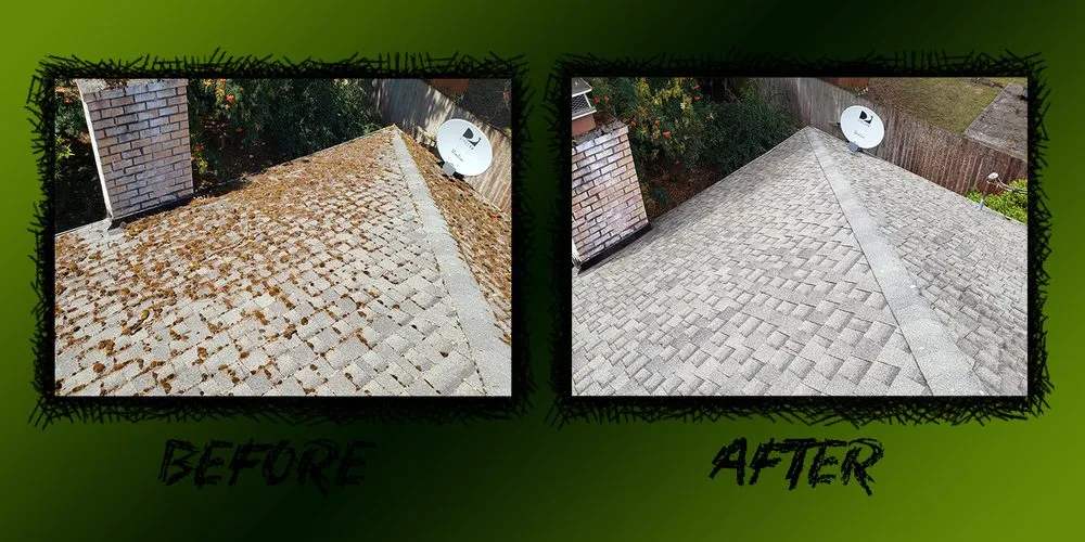 Slide of Moss Patrol