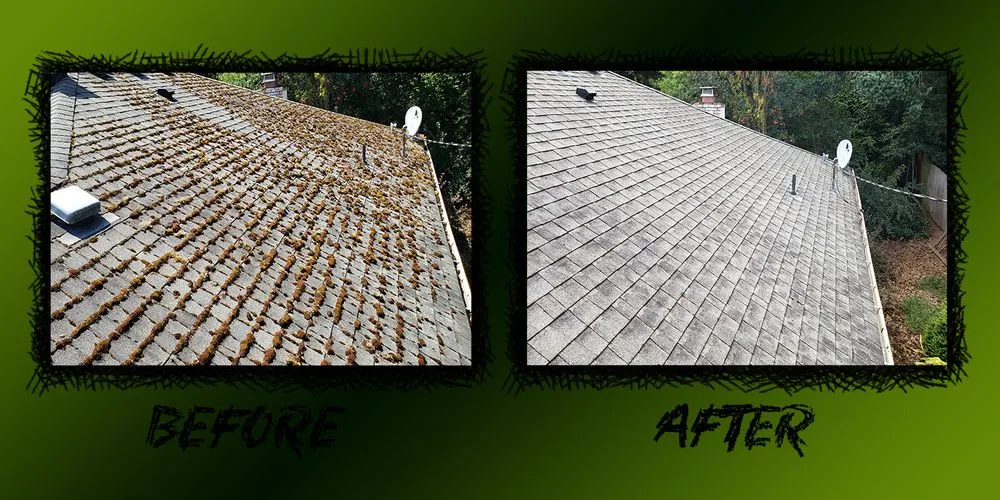 Slide of Moss Patrol