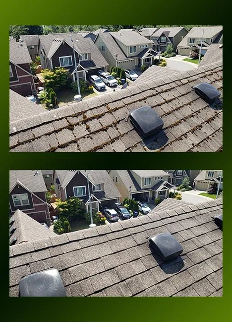 Slide of Moss Patrol