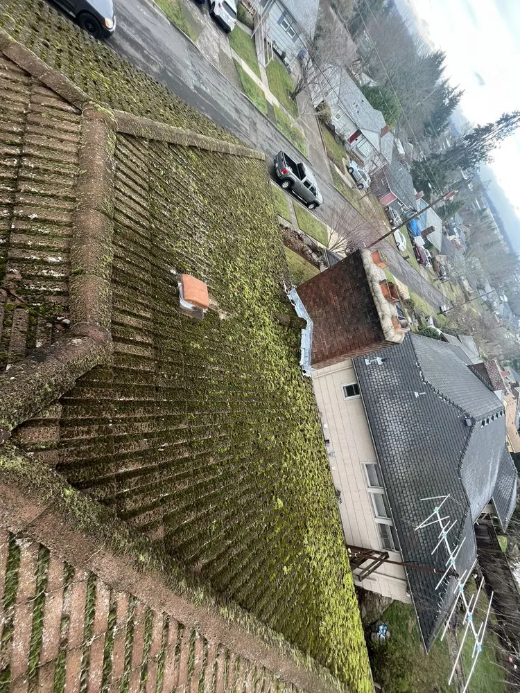 Slide of Moss Solutions