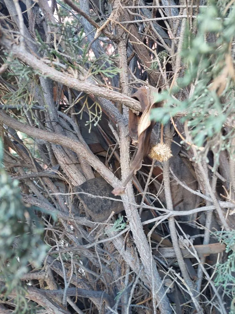 Slide of Mountain Star Roofing Systems