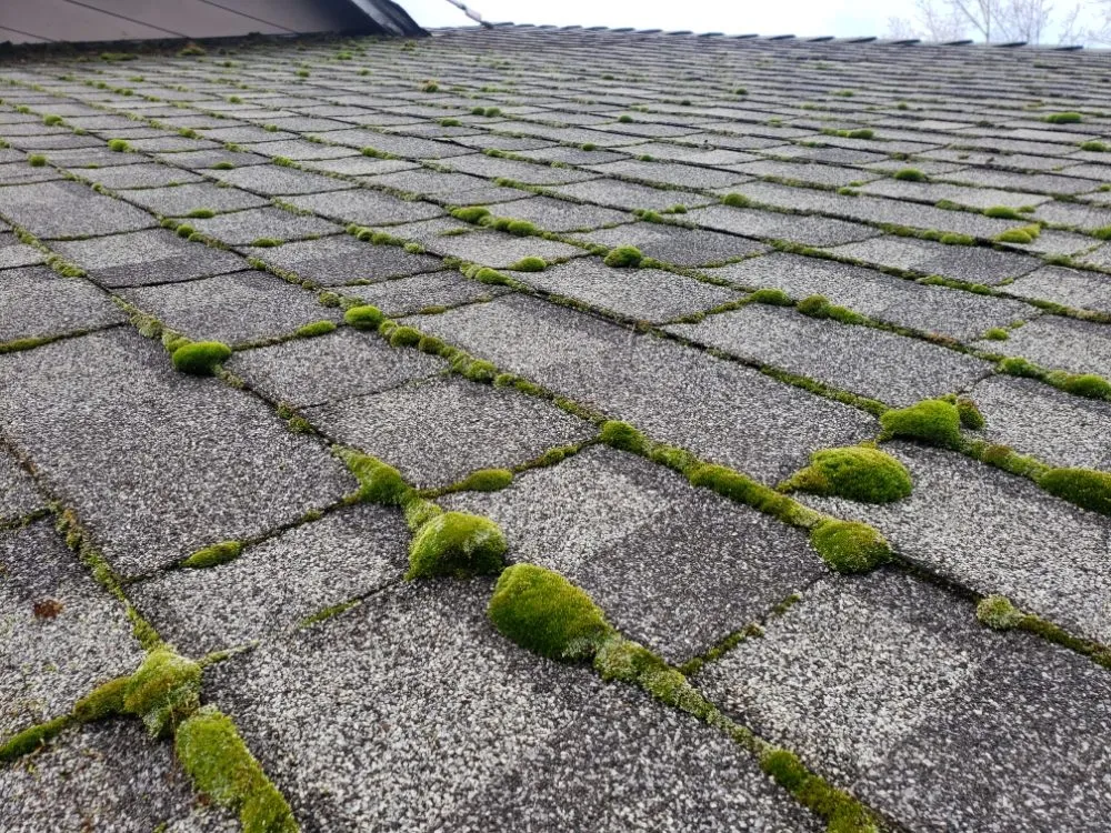 Slide of Nathan A Murray Roof Moss Removal