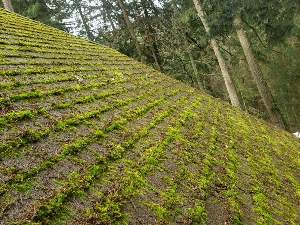 Slide of Nathan A Murray Roof Moss Removal