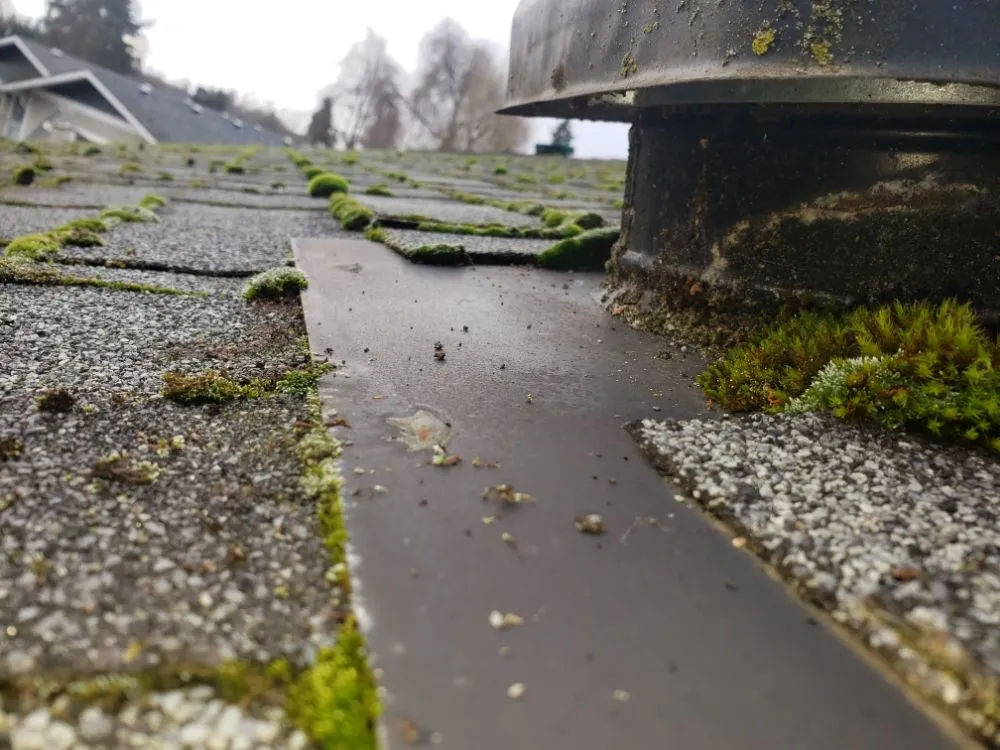 Slide of Nathan A Murray Roof Moss Removal