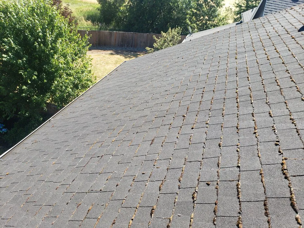 Slide of Nathan A Murray Roof Moss Removal