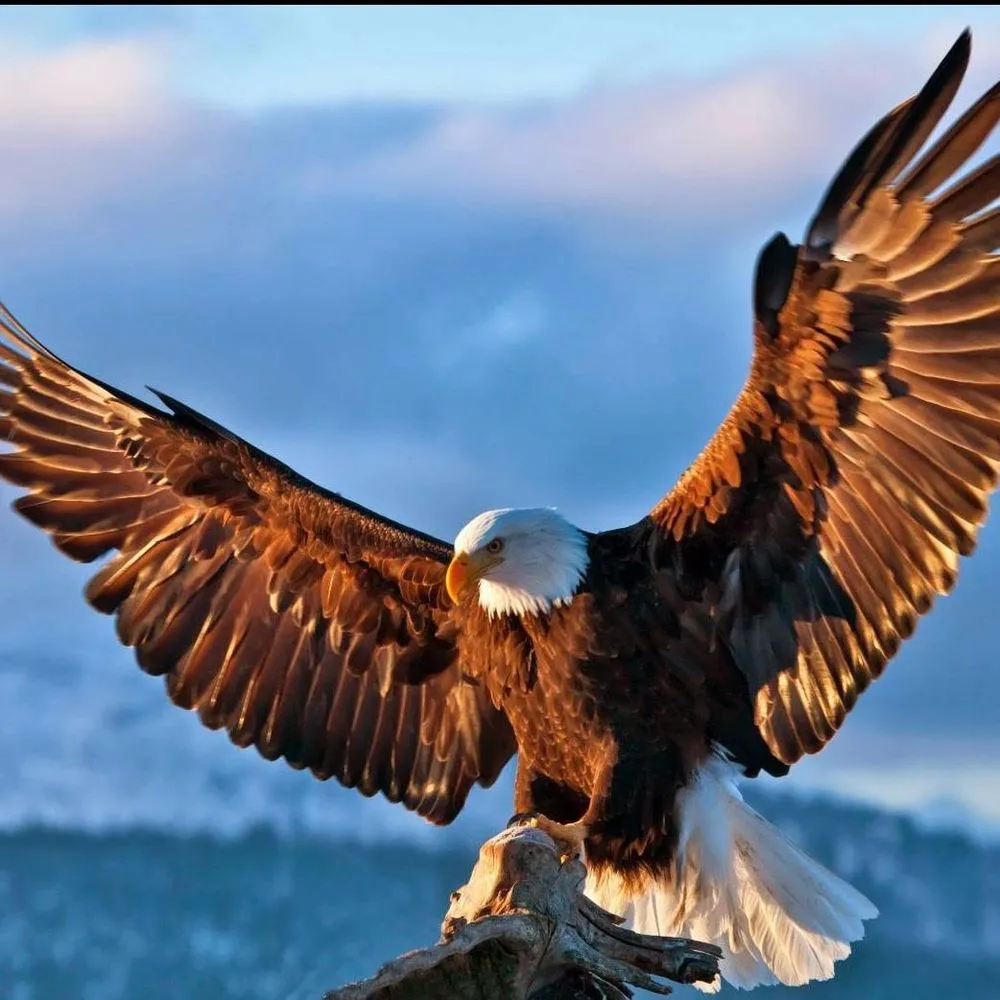 Slide of National Roofing of Collier