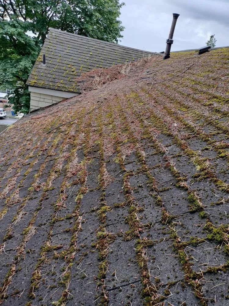 Slide of New Life Roof Cleaning LLC