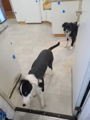 New Look Flooring & More