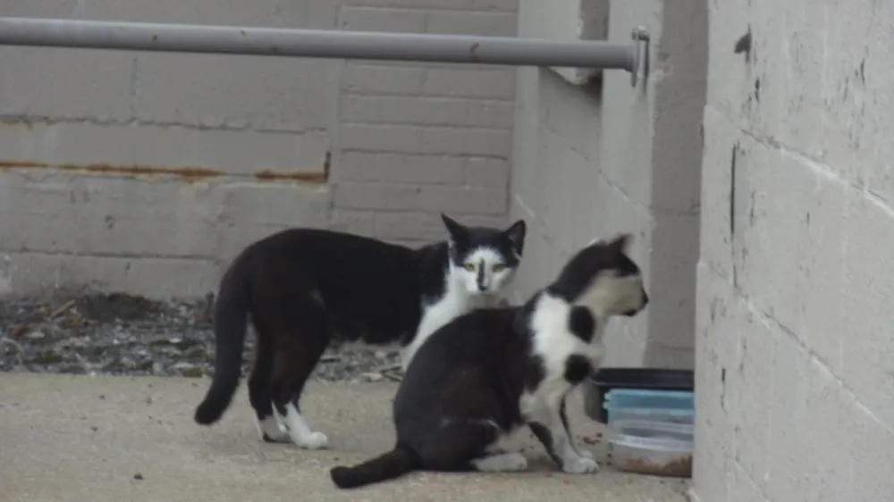 Slide of Northeast Complete Roofing Services