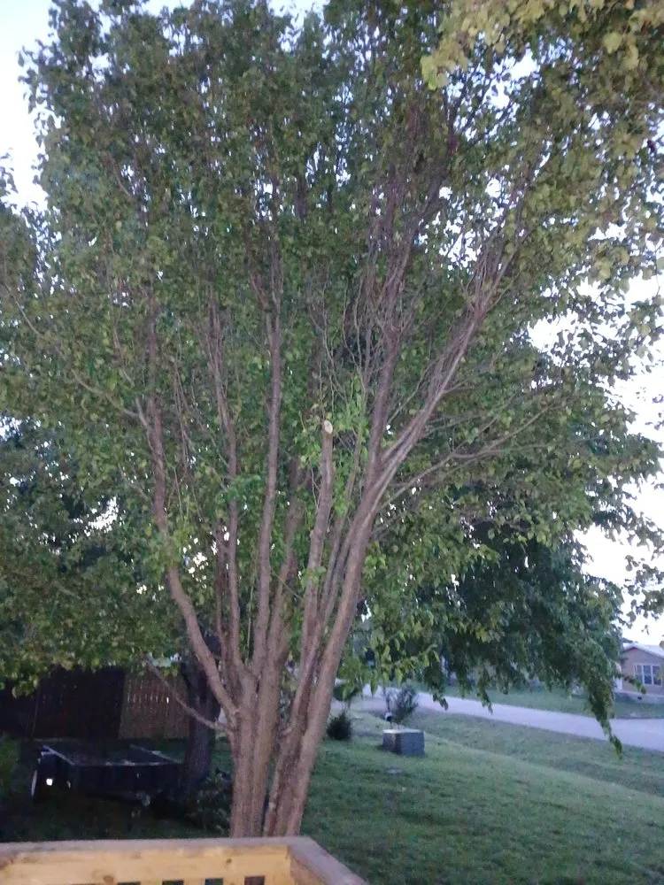 Slide of NTX Tree Service