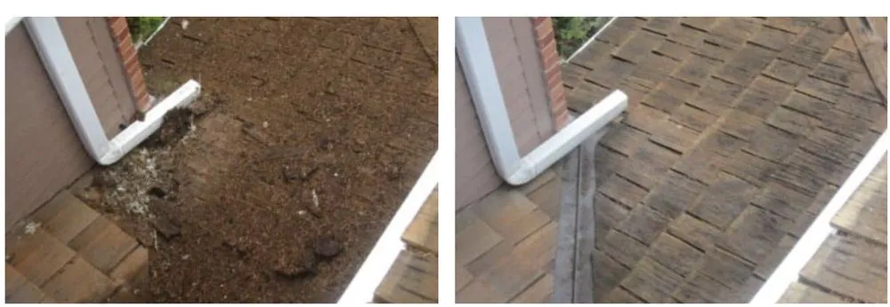 Slide of NW Moss Removal