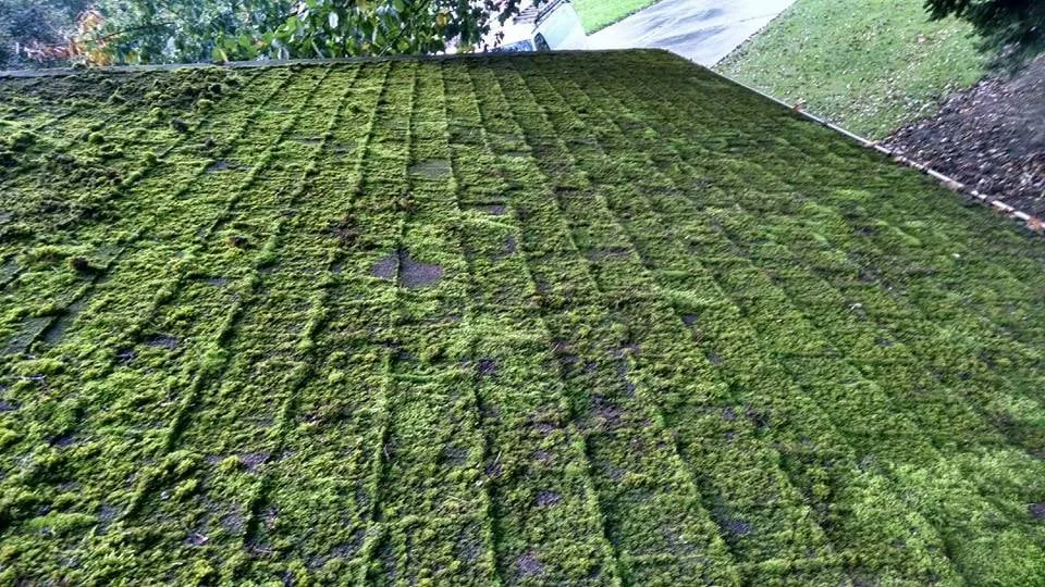 Slide of NW Moss Removal