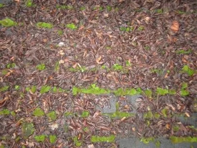 Slide of NW Moss Removal