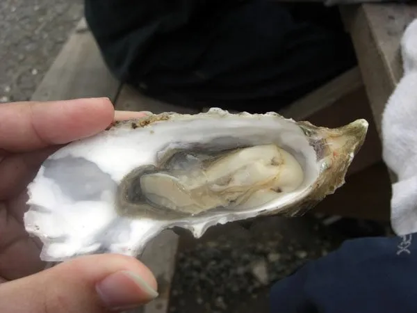 Slide of Off The Roof Roofing