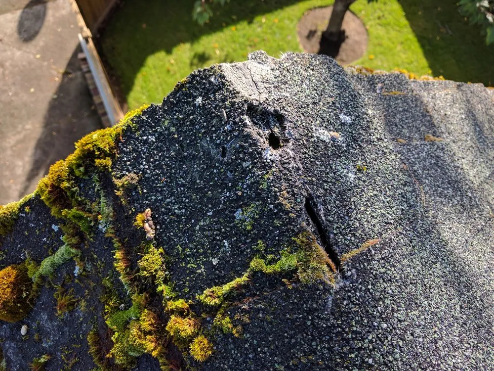 Emergency roof installation in Thurston County, WA - Olympia Moss Removal