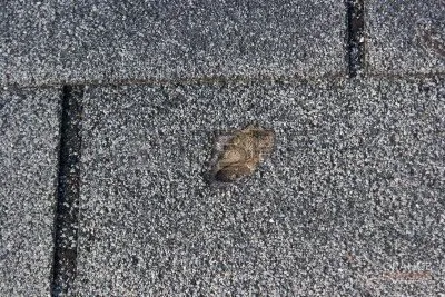 Slide of Orange Elephant Roofing & Construction