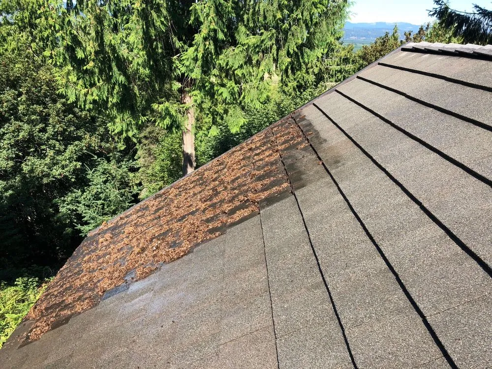 Slide of Oregon Roof Cleaning