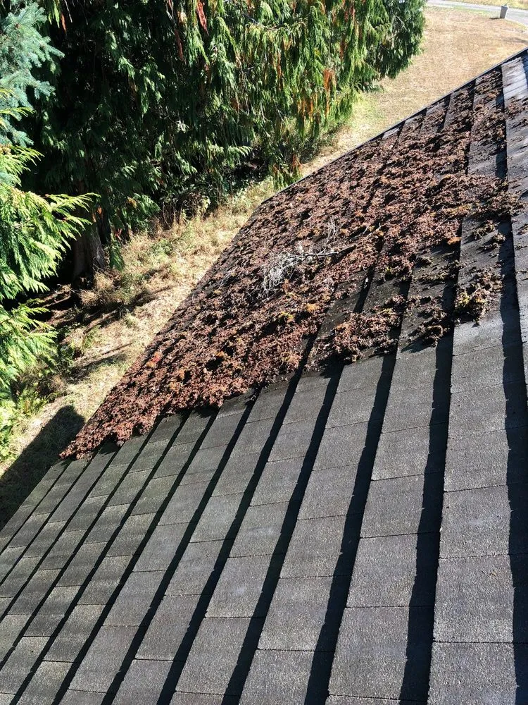 Slide of Oregon Roof Cleaning