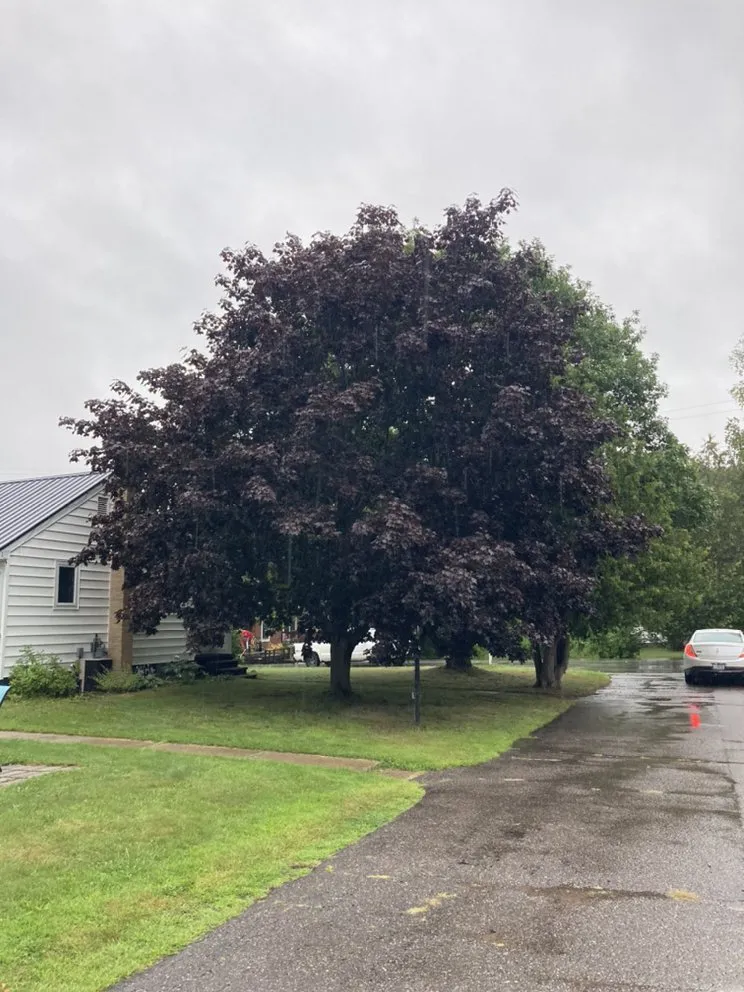 Local shingle roofing service in Brimley, MI by Out and About Services
