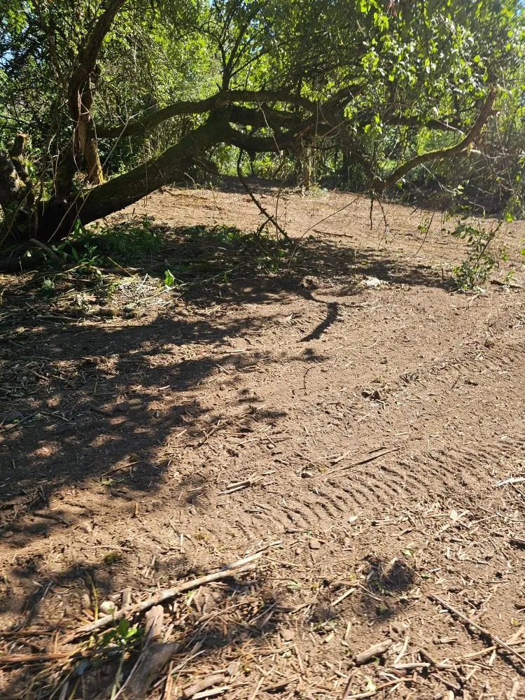 Slide of Oxen Construction