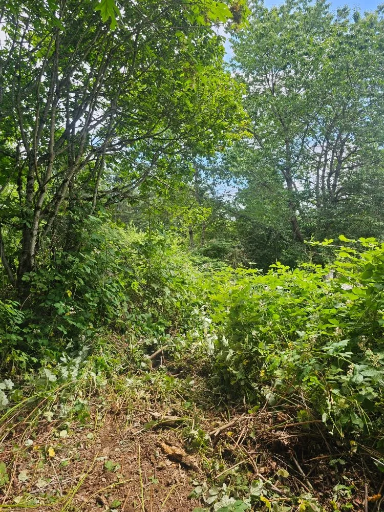 Slide of Oxen Construction