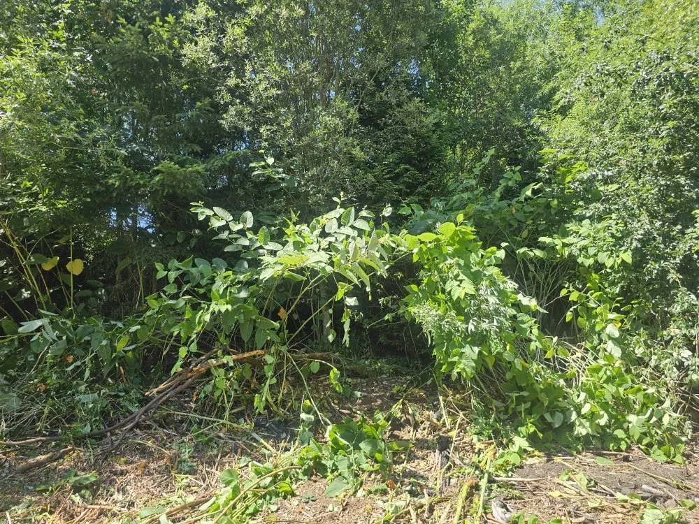 Slide of Oxen Construction