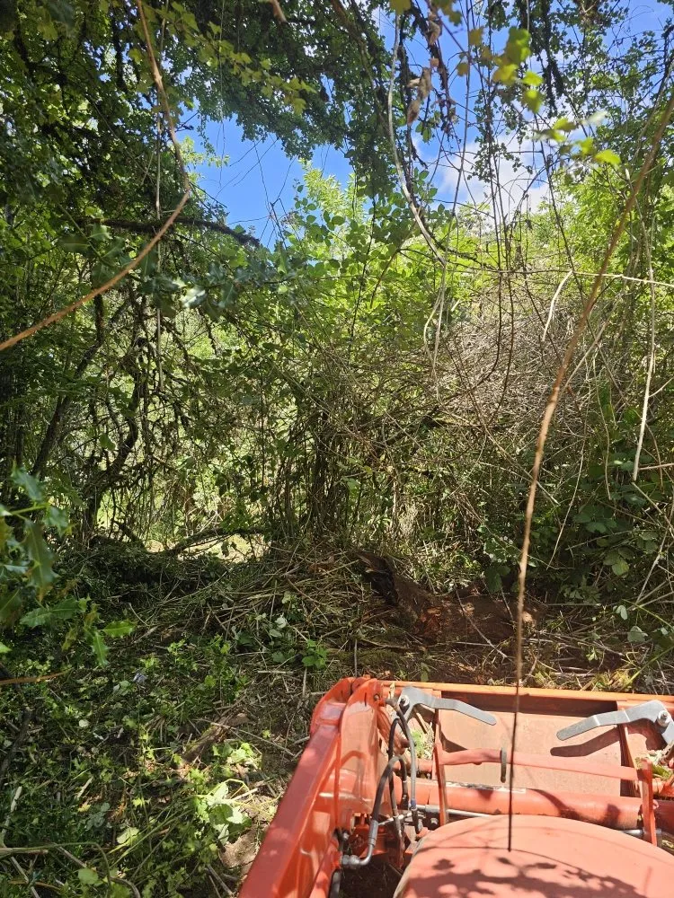 Slide of Oxen Construction