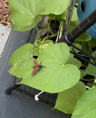 Paradise Island Services Logo