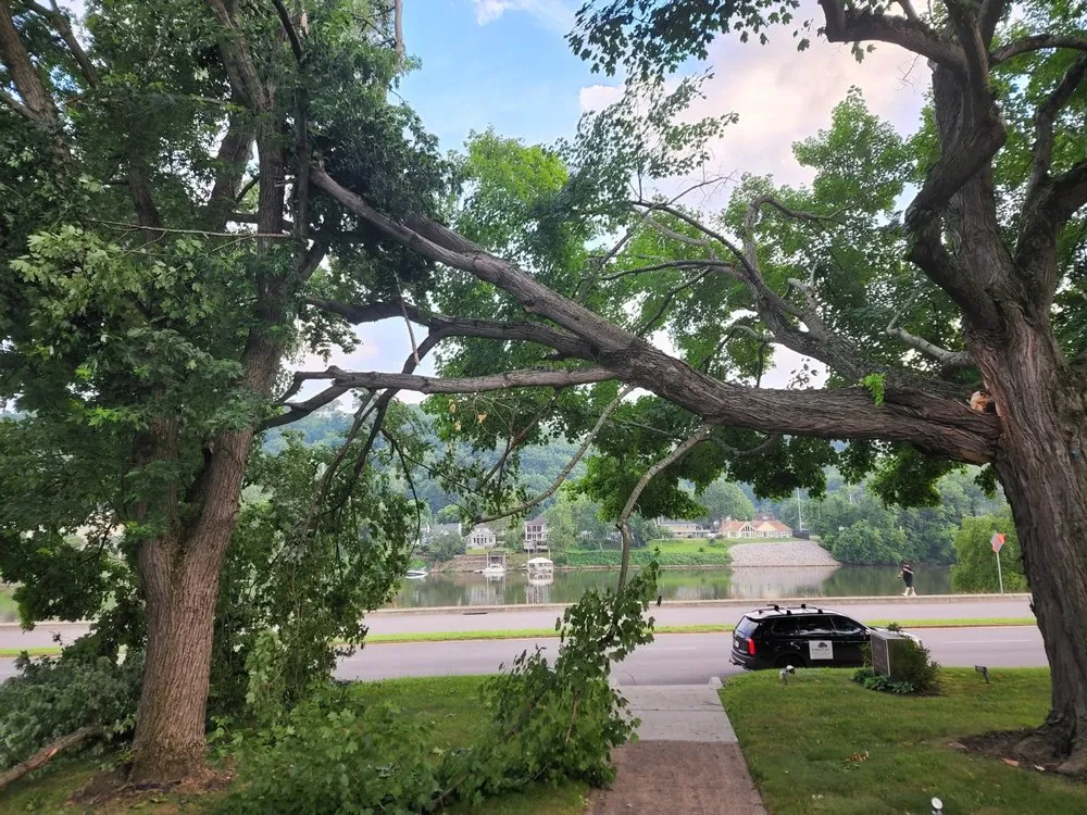 Slide of Patriot Tree Experts