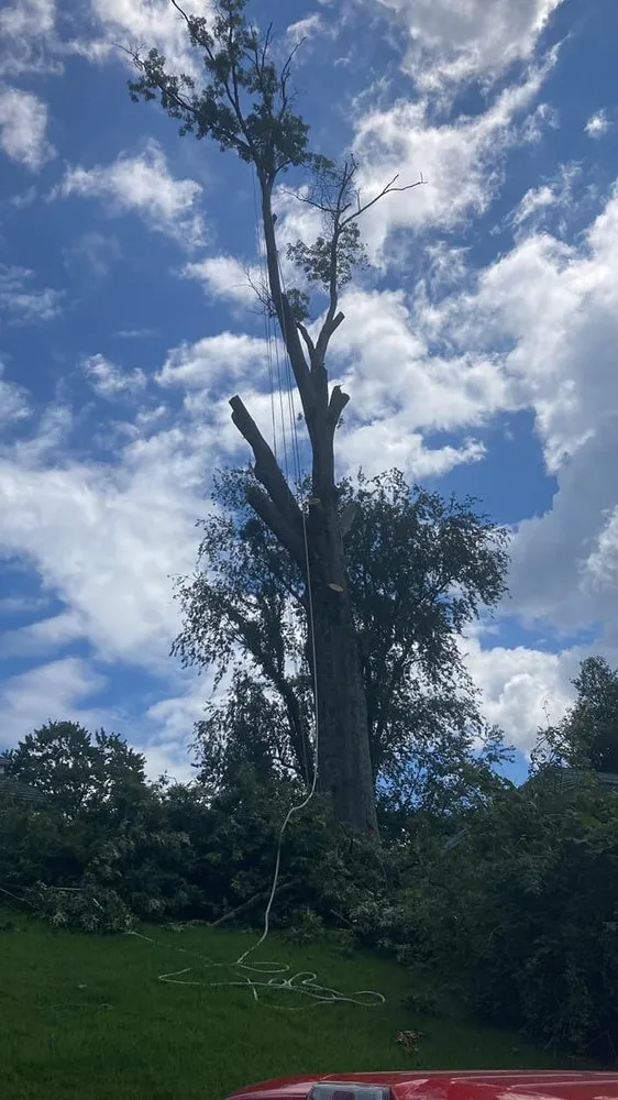 Slide of Patriot Tree Experts