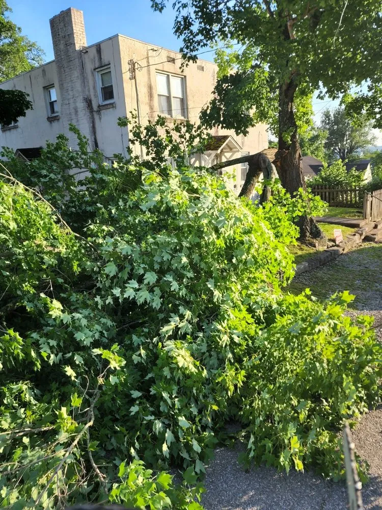 Slide of Patriot Tree Experts