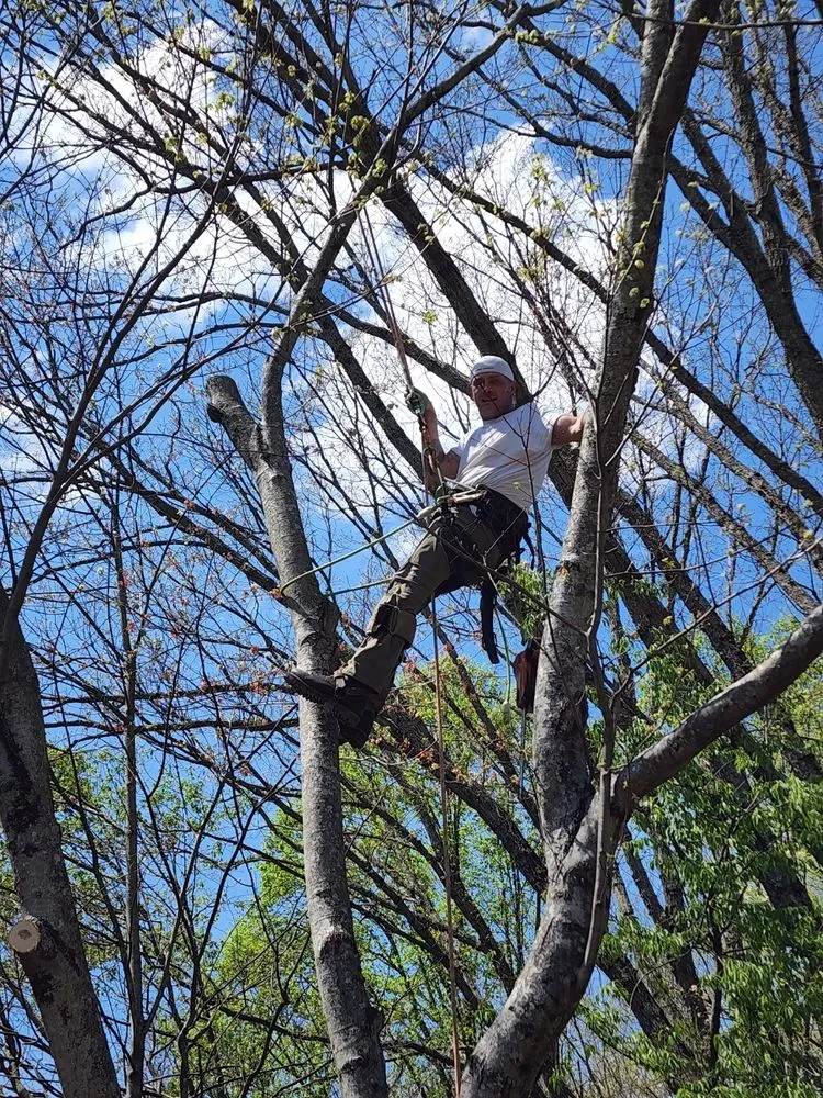 Slide of Patriot Tree Experts