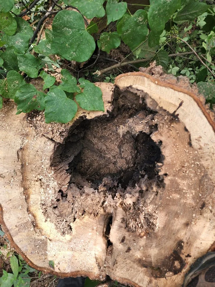 Slide of Patriot Tree Experts