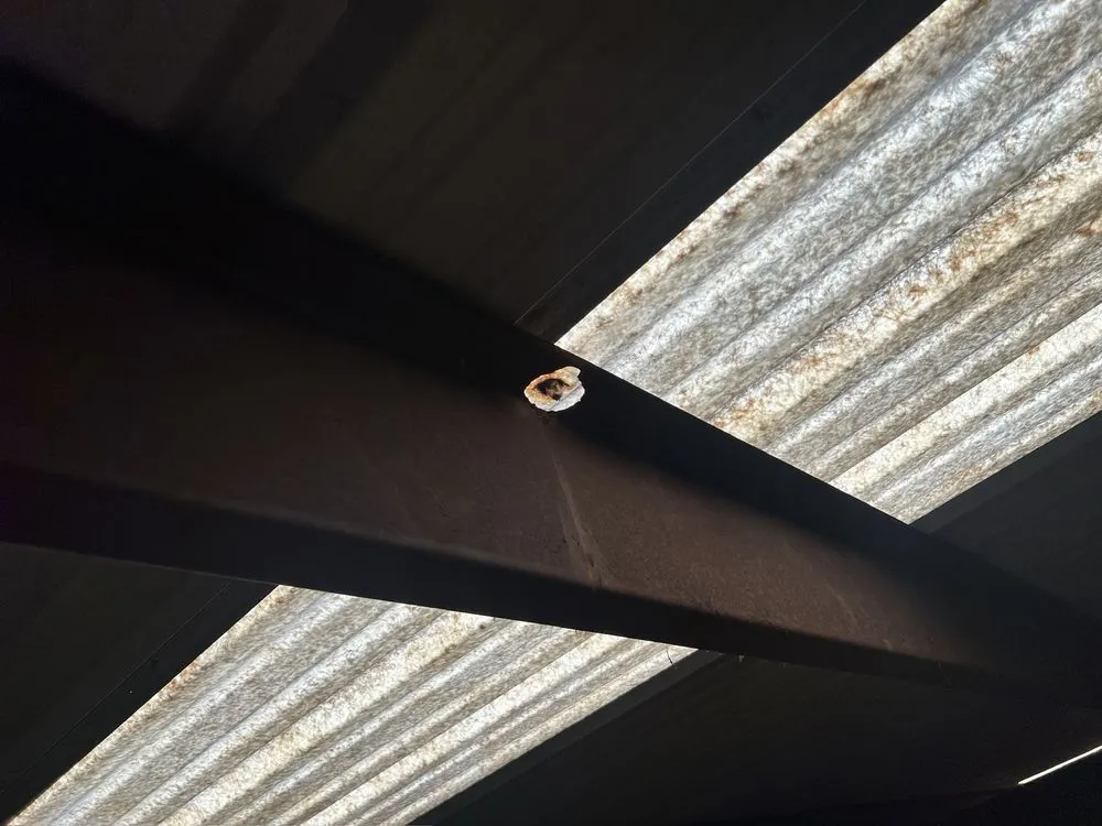 Slide of Paws and Build Construction