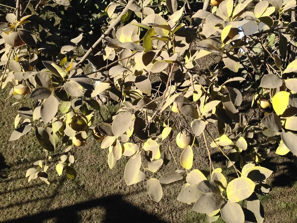 Slide of Peak Roof Management