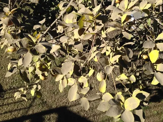 Peak Roof Management