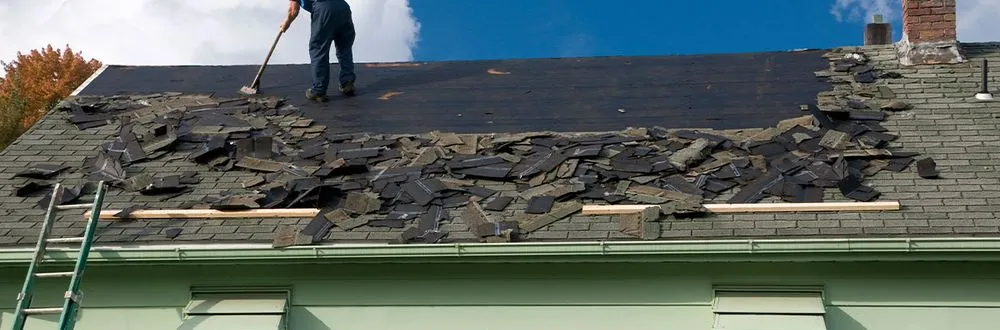 Slide of Pine Lane Staining