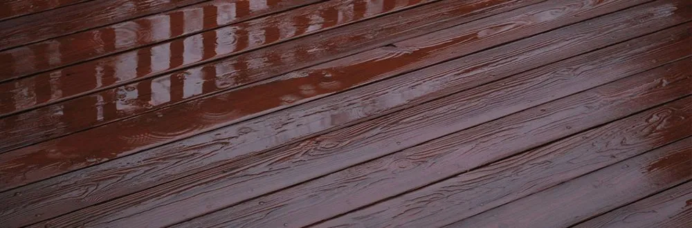 Slide of Pine Lane Staining