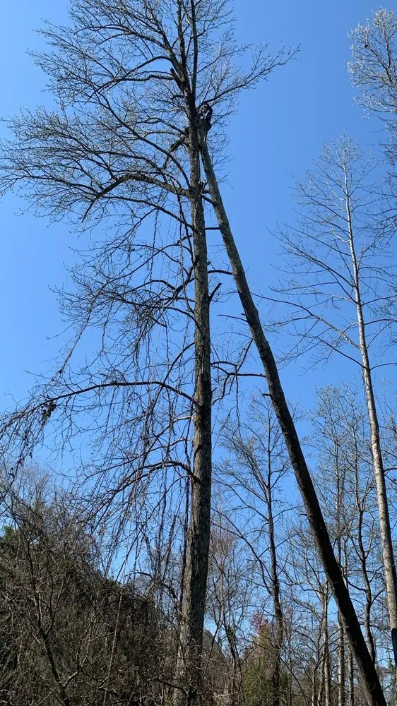 Slide of Pink Lady Construction