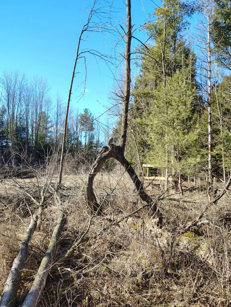 Slide of Pioneer & Sons