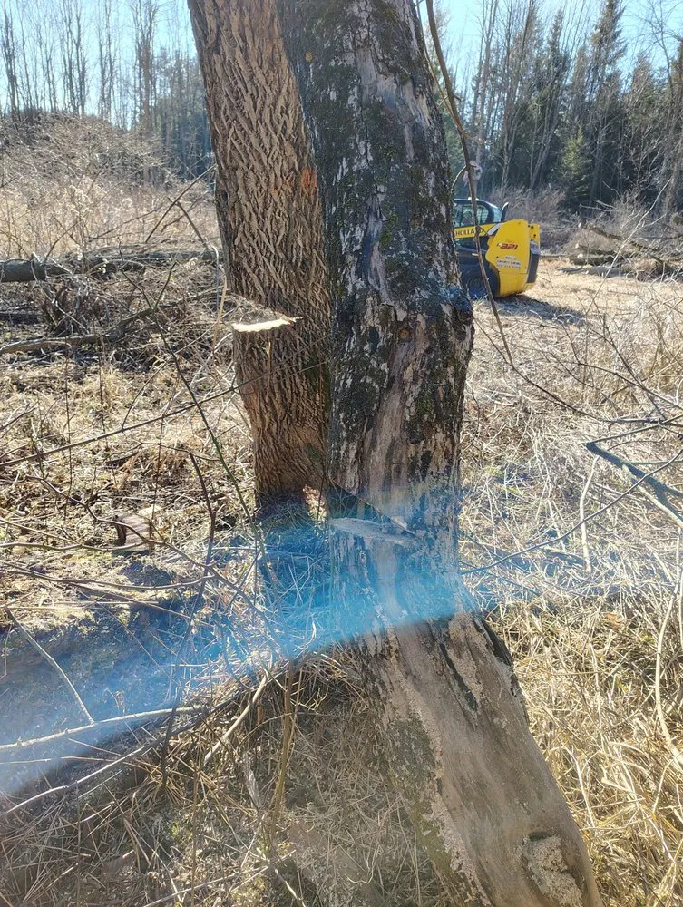 Slide of Pioneer & Sons