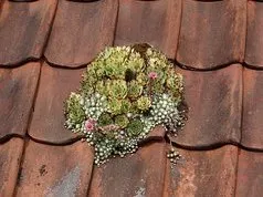 Pittsburgh Top Roofing Logo